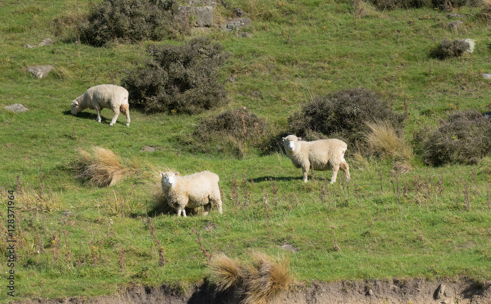 Sheep eating green grass on the mountains of the south island of Sheep eating green grass on the mountains of the south island of