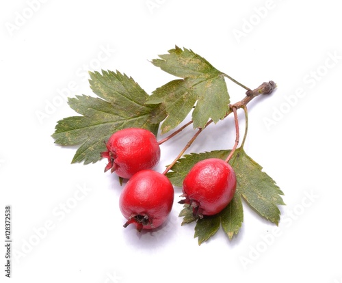 Hawthorn berries isolated on white background