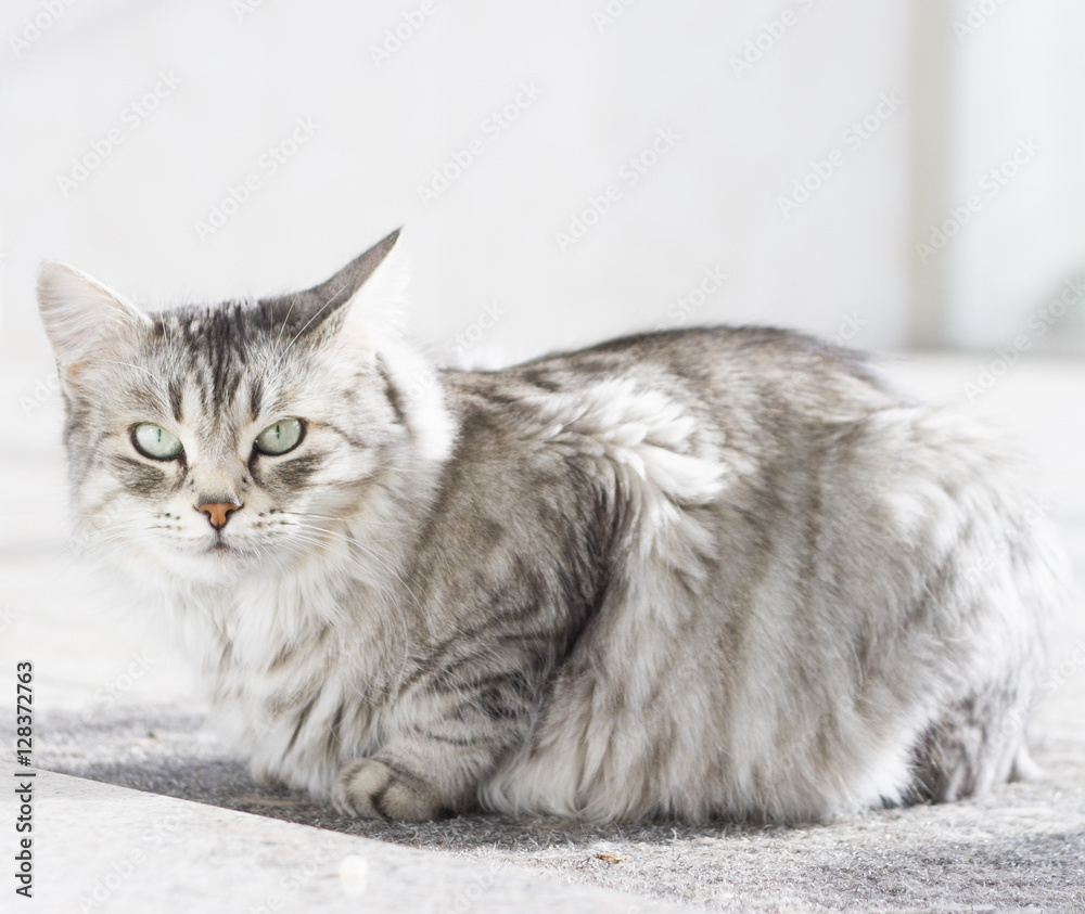 beautiful female silver cat of siberian breed in the garden beautiful female silver cat of siberian breed in the garden