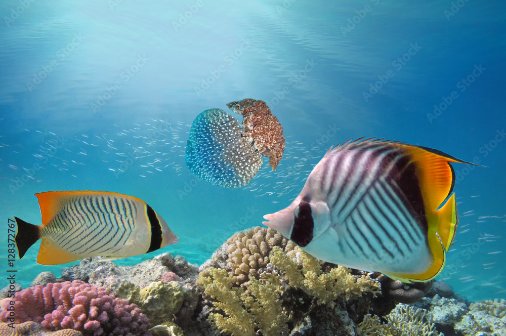 Naklejka premium giant jellyfish swimming with tentacles following underwater