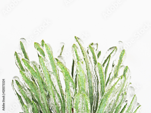 Pine branch covered with ice and pine needles under a thick ice photo