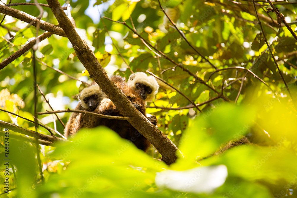Group of White-fronted Lemur, Eulemur albifrons, resting on a tree, the national park Nosi Mangabe, Madagascar