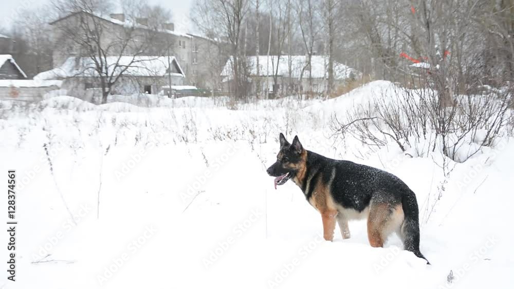 German Shepherd dog playing In A Snow. Cute dog running fast. German Shepherd dog playing In A Snow. Cute dog running fast.