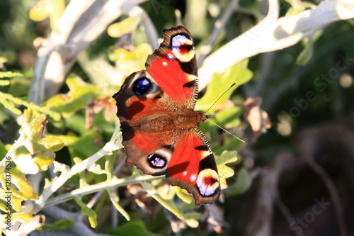 Papillon Le paon du jour