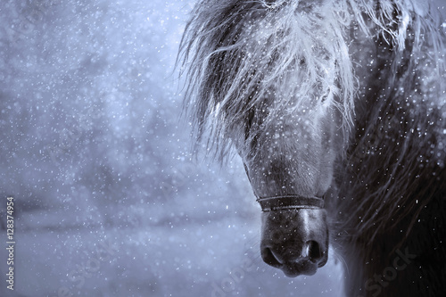Pony horse portrait in a snowfall