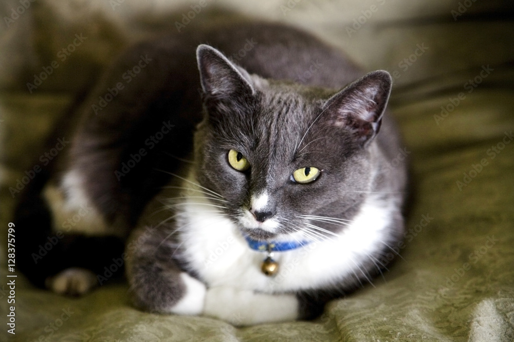Gray and white cat with cautious stare. Horizontal Gray and white cat with cautious stare. Horizontal