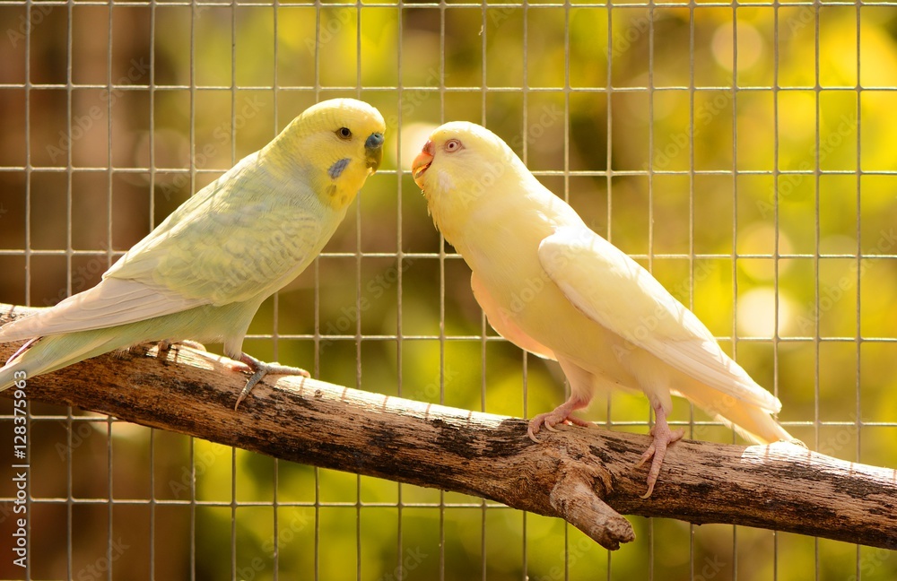 Pair of loving budgies gazing at each other. Melopsittacus Undulates Pair of loving budgies gazing at each other. Melopsittacus Undulates