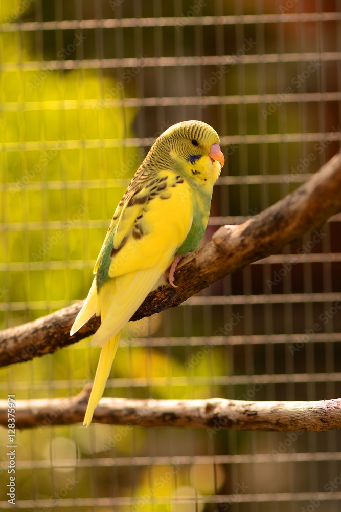 Obraz premium Fledgling budgie in oudoor aviary Melopsittacus Undulates 
