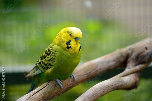 Φωτογραφία Elderly budgie on branch in outdoor aviary