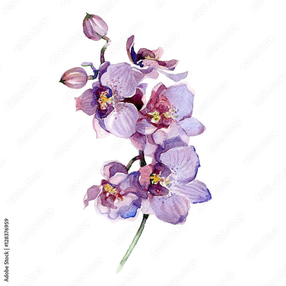 Fototapeta premium Watercolor orchid bouquet isolated on white background.
