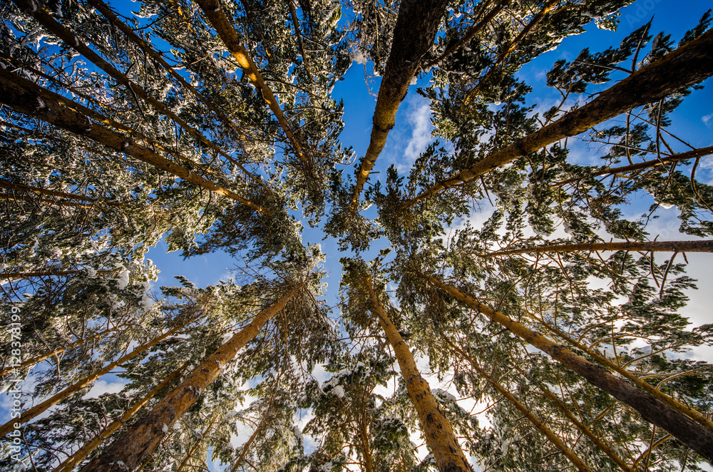 Fototapeta premium The park of a large number of pines bottom view of the peaks and