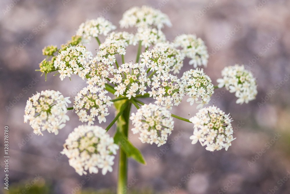Cow parsley, Anthriscus sylvestris, with diffused background