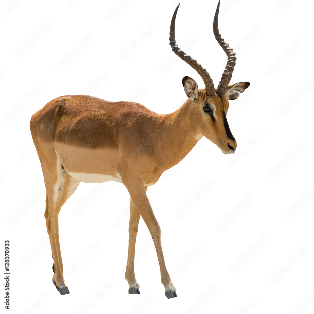 Fototapeta premium Portrait of walking Blackfaced Impala isolated on white