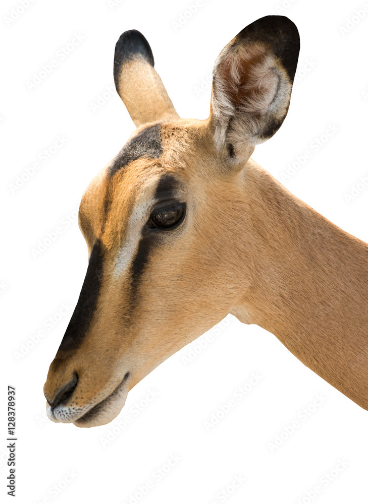 Portrait of Head of Blackfaced Impala isolated on white Portrait of Head of Blackfaced Impala isolated on white