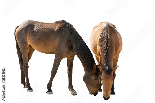 wild horses in garub desert