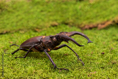 Stag beetle (Lucanus fairmairel) photo