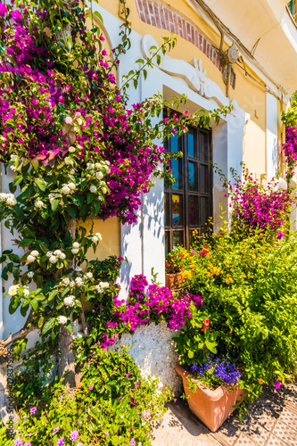 House with bouganvilla  flower