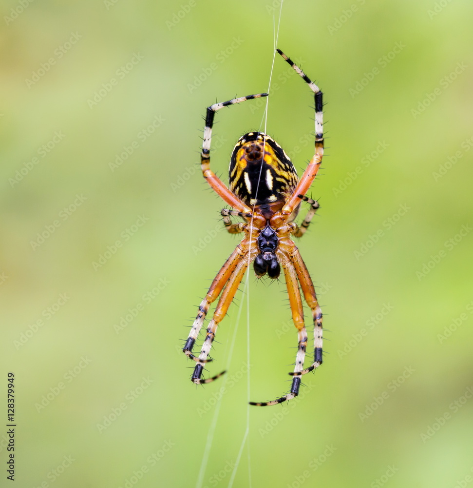 Fototapeta premium The marbled orb-weaver, is a species of spider belonging to the family Araneidae. It has a wide distribution it is found throughout all of Canada to Mexico. It is one of the most colorful spiders. 