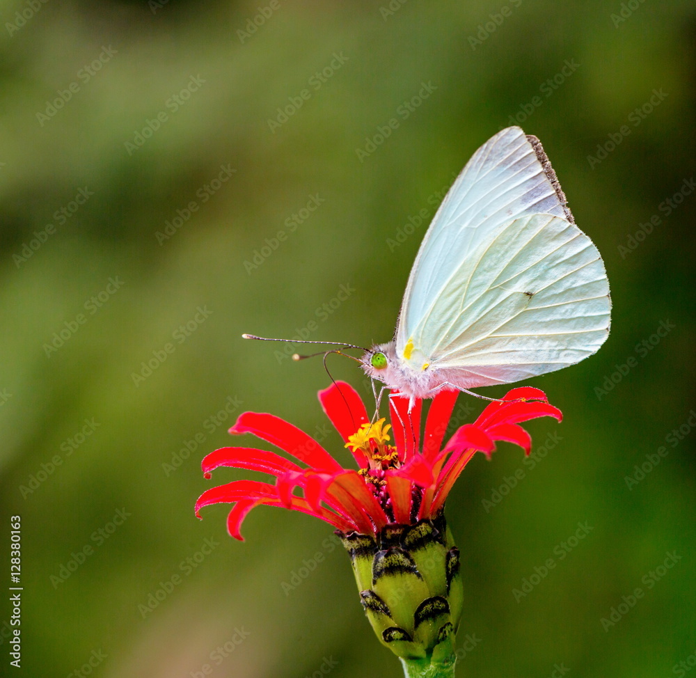 Fototapeta premium Mountain green eyed white butterfly on a red wild flower in central Mexico.