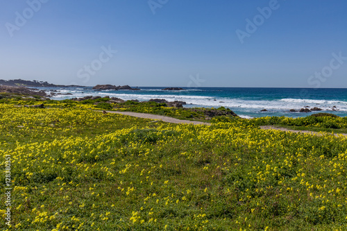 Wildflowers Along the California Coast