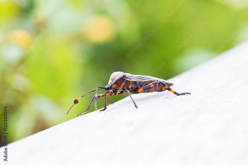 Deadly kissing bug Mexico. Blood sucker, infection is known as Chagas disease. Bugs infected with the parasite Trypanosoma cruzi are extremely dangerous to humans and can cause eventual death.