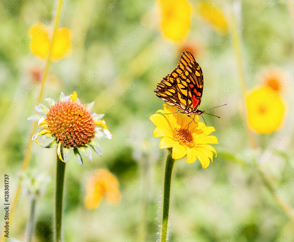 Obraz premium The Mexican Silverspot is a species of butterflies of the subfamily Heliconiinae in the family Nymphalidae found from southern USA to South America.