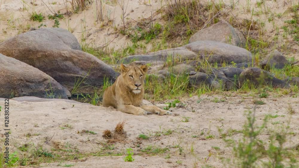 Female Lion Laying on Sand in her Natural Southern African Habitat inside Kruger National Park Female Lion Laying on Sand in her Natural Southern African Habitat inside Kruger National Park
