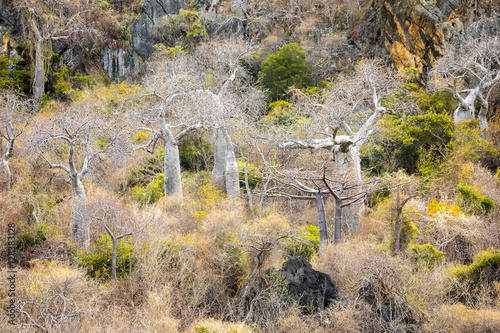 baobab trees in northern Madagascar photo