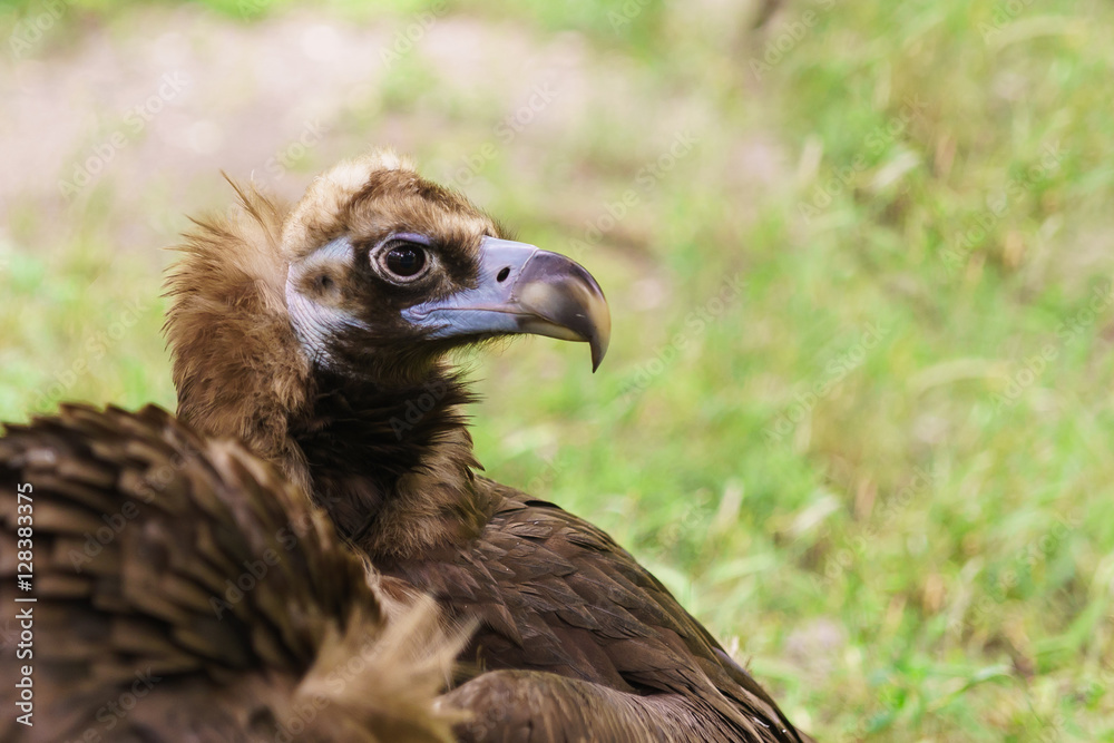 Portrait of a black vulture or the brown vulture (Aegypius monachus) is a bird of the hawk family Portrait of a black vulture or the brown vulture (Aegypius monachus) is a bird of the hawk family