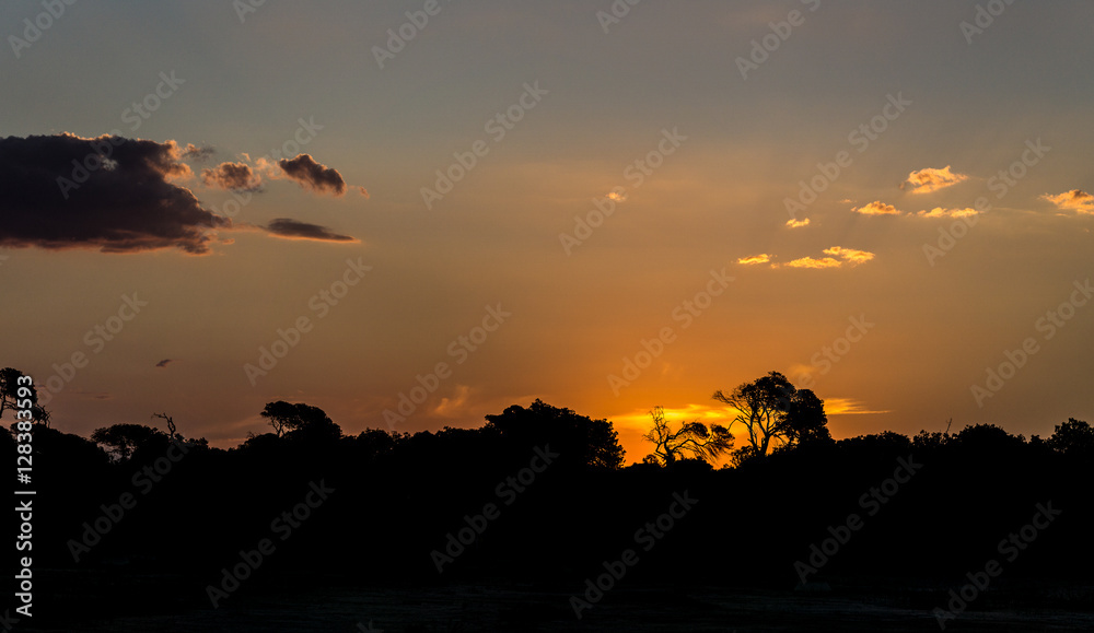 Silhouettes of trees in at sunset at the forest skyline with some clouds red orange colours Silhouettes of trees in at sunset at the forest skyline with some clouds red orange colours