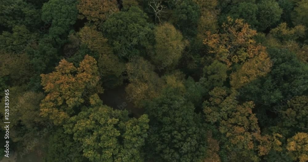 Aerial descending view over woods with falling yellow leaves in autumn Aerial descending view over woods with falling yellow leaves in autumn