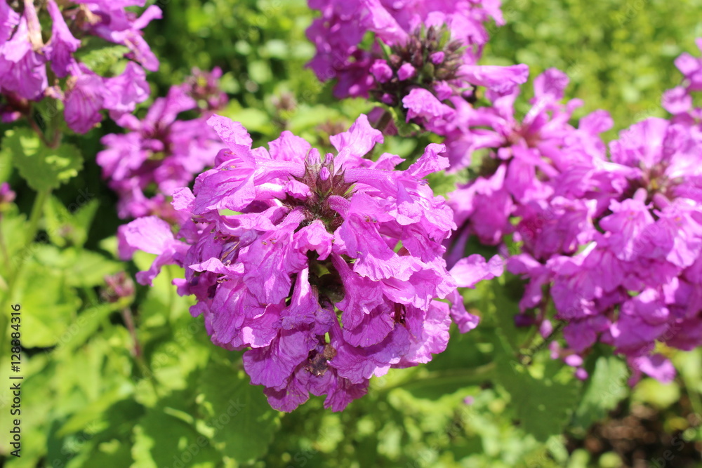 Purple Purple