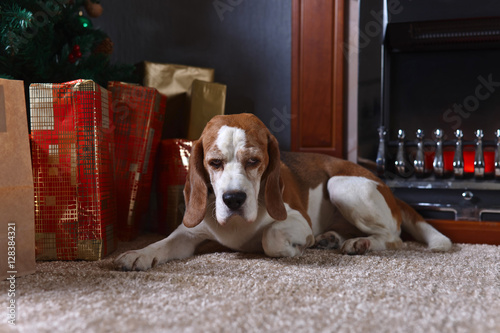 A lone beagle on the carpet with Christmas gifts in front of the
