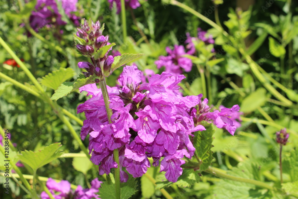 Purple Purple