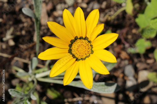 Yellow hybrid 