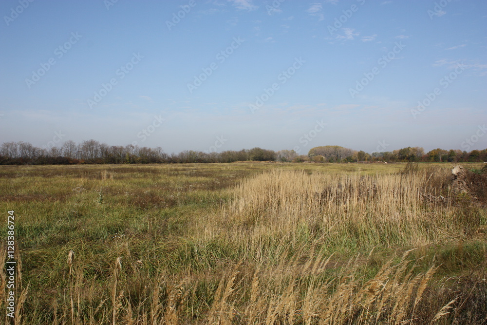 Landscape field