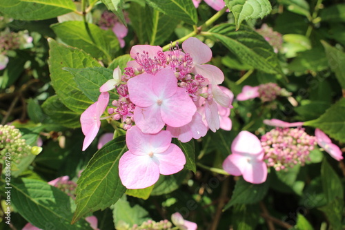 Lilac "Hydrangea" flowers in Zurich, Switzerland.