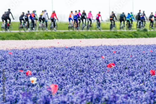 Fototapeta Naklejka Na Ścianę i Meble -  red tulip  whit bleubells