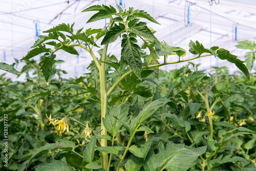 Growing tomatoes in the greenhouse. The technology of drip irrigation in greenhouse.
