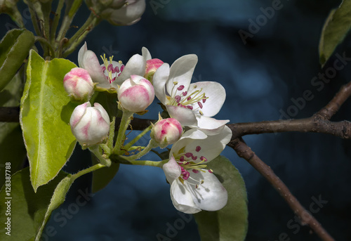 Flowering apple tree. photo