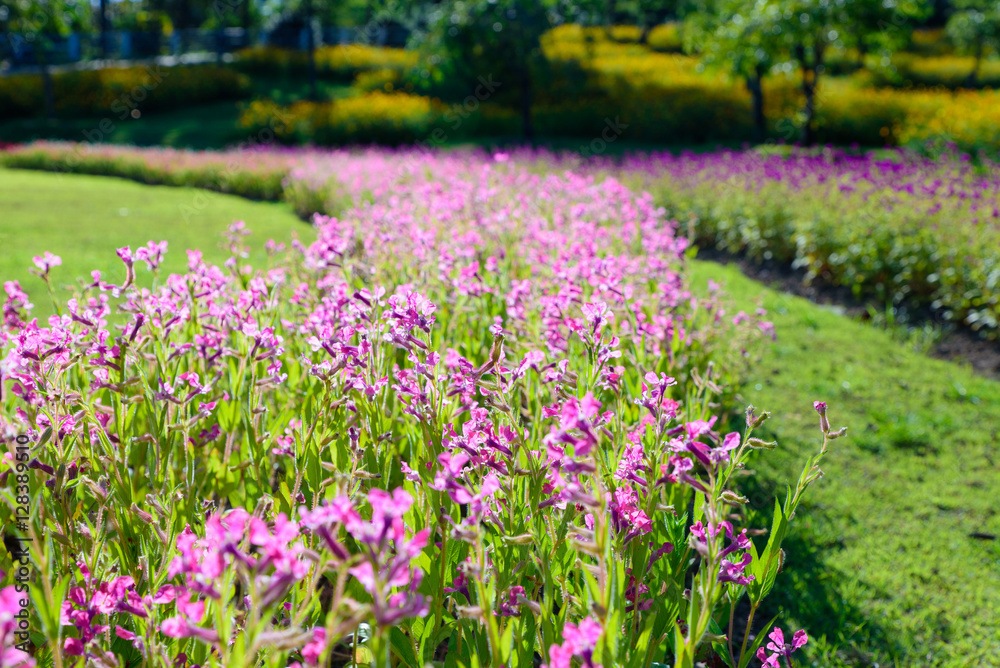 Colorful pink flowers in the garden at Rajapruek park, Chiangmai, Thailand Colorful pink flowers in the garden at Rajapruek park, Chiangmai, Thailand