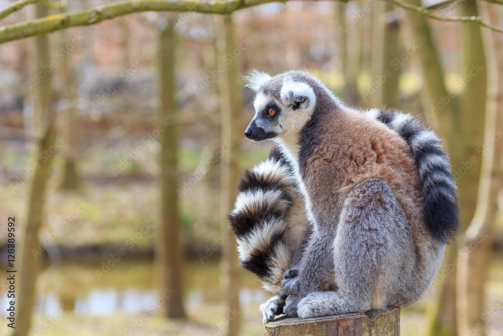 Fototapeta premium A lemur sits at the tree trunk