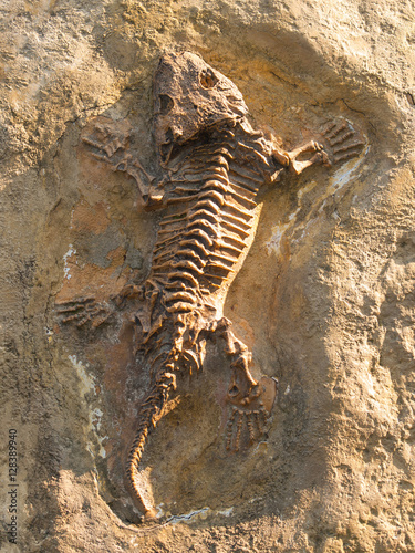 Seymouria baylorensis - articifial cast of fossil Early Permian period © sci