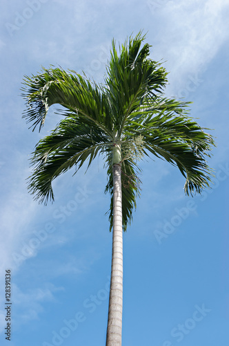 Palm tree on blue sky background