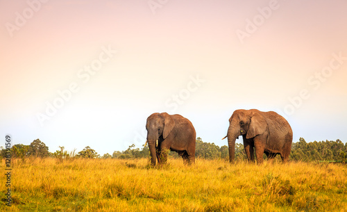 African elephants