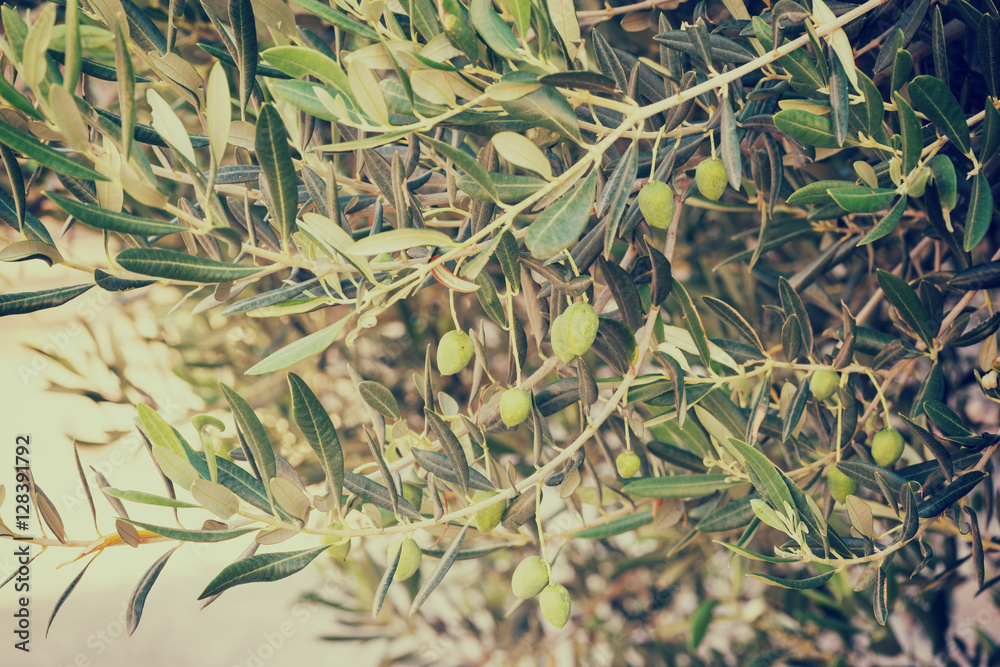 Olive tree with fruit, nature eco background Olive tree with fruit, nature eco background