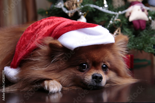  Pomeranian dog in a hat of Santa Claus lying under the Christma