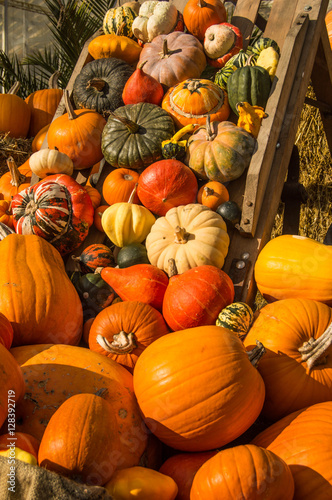 Pumpkins and Ornamental Gourds in wooden wheelbarrow