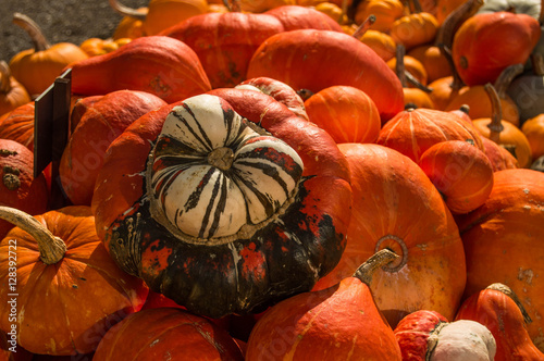 Pumpkins and ornamental gourds