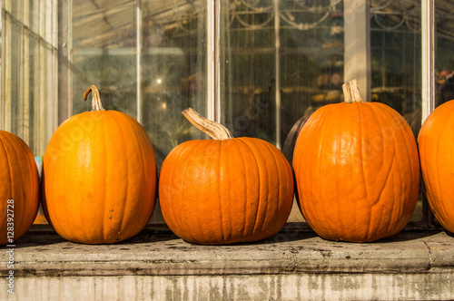A row of pumpkins on the windowsill of a greenhouse